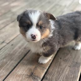 Binx - Blue male Pembroke Welsh Corgi puppy in Axtell, Nebraska from Lost Creek Corgis