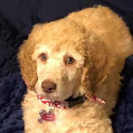 Goldendoodle and Pyredoodle Puppies from Sweet Dixie Doodles