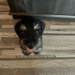 Basil - Black and silver male Miniature Schnauzer puppy in Lubbock, Texas from Schnazzy Schnauzers