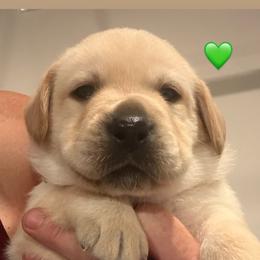 Yellow boy 2 - Yellow male Labrador Retriever puppy in Clinton, Tennessee from Summer Rose