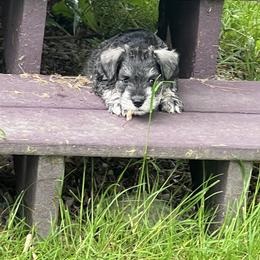 Miniature Schnauzer Puppies from Chantel's Miniature Schnauzers