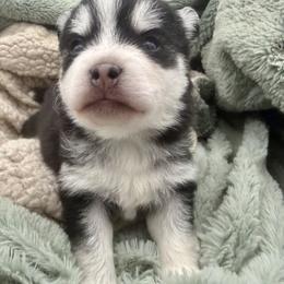 Wemby - Black and white male Pomsky puppy in Auburn, Washington from Periwinkle Pomskies