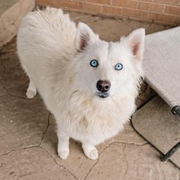 Prim - Pomsky