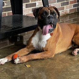 Bruno - Boxer