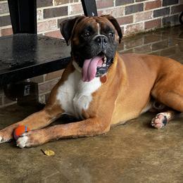Bruno - Boxer