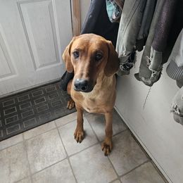 Elinore - Rhodesian Ridgeback