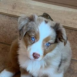 Miniature Australian Shepherds and Toy Australian Shepherds from Spirited Dreams Mini and Toy Aussies
