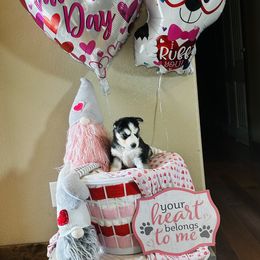 Rory - Black tan and white Siberian Husky puppy in Wellington, Colorado from Husky Acres