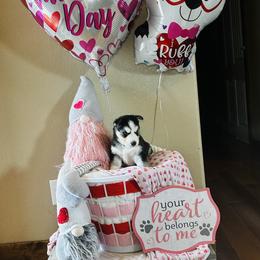 Rory - Black tan and white Siberian Husky puppy in Wellington, Colorado from Husky Acres