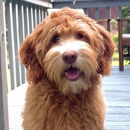 Harper - Goldendoodle