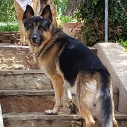 Zeus - German Shepherd