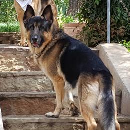 Zeus - German Shepherd