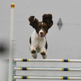 English Springer Spaniels from Sage Mountain Springers