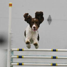 English Springer Spaniels from Sage Mountain Springers