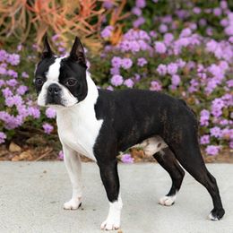 Marco - Boston Terrier