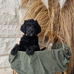 White - male Golden Mountain Doodle puppy in Leander, Texas from Olive Grove Doodles