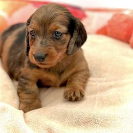 Dachshund Puppies from EntityDachs