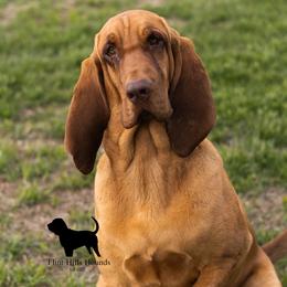 Millie Jo - Red Bloodhound puppy in Wamego, Kansas from Flint Hills Hounds