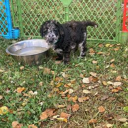 Goldendoodle, Labradoodle, Poodle, and Saint Berdoodle Puppies from Dent’s Doodles