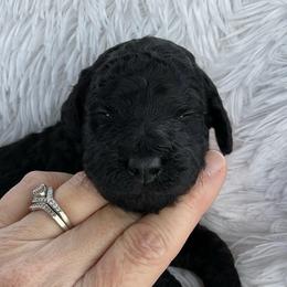Hot Pink - Collar - Black female Goldendoodle puppy in Fairmont, West Virginia from Mountainside Doodles, LLC