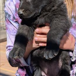 Silver - Black female German Shepherd puppy in Luna, New Mexico from Von De León German Shepherds