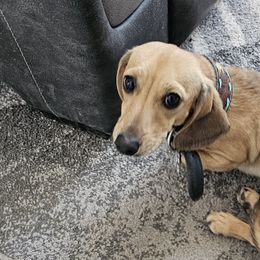 Dachshunds from Wigglebutts Miniature Dachshund Az