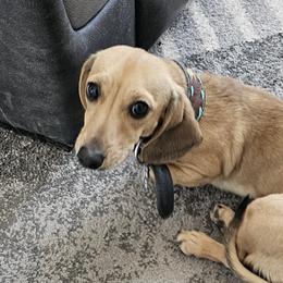 Dachshunds from Wigglebutts Miniature Dachshund Az