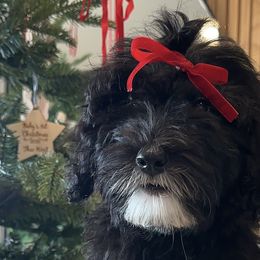 Sheepadoodles from Real Doodles of OC