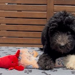 Rover - Black and white female Sheepadoodle puppy in Glen Rose, Texas from Clevenger’s Sheepadoodle Fur Baby Farm