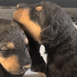 Puppy Girl 1 - Airedale Terrier puppy from DogwoodDales Airedale Terriers