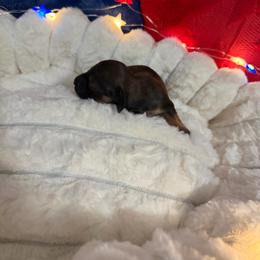 Akc shaded red female - Red female Dachshund puppy in Erie, Michigan from Champagne’s Grinch Toe’d Dachshunds