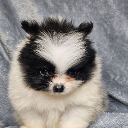 Sunny - Black parti male Pomeranian puppy in Laredo, Texas from SASH Poms
