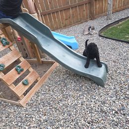 Poodle Puppies from shelby ealey