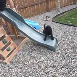 Poodle Puppies from shelby ealey