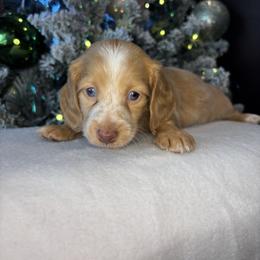 Hope - Cream female Dachshund puppy in Mountain Grove, Missouri from Happy Hounds and More🐾