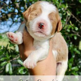 Toffee - Parti male Goldendoodle puppy in Comanche, Texas from Central Texas Doodles, LLC.