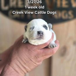Girl 3 - Blue female Australian Cattle Dog puppy in Monroe, North Carolina from Creek View Cattle Dogs