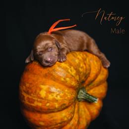 Nutmeg - Red  male Goldendoodle puppy in Mendon, Massachusetts from Comfort & Cuddle Co
