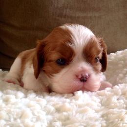 Cavalier King Charles Spaniel Puppies from Seaborne Cavalier King Charles Spaniels