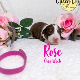 Rose - Red tri-color female Australian Shepherd puppy in Falmouth, Kentucky from Queen City Farm