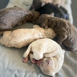 Goldendoodles and Great Danes from DoodleDandy & Danes
