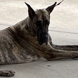 Chinese Cresteds and Great Danes from Selah Great Danes & Chinese Cresteds