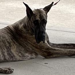 Chinese Cresteds and Great Danes from Selah Great Danes & Chinese Cresteds