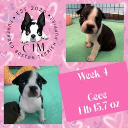 Cece - Black and white female Boston Terrier puppy in Jupiter, Florida from CJM Boston and Boxer Puppies