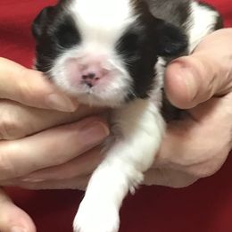 Shih Tzu Puppies from Willow Lane Shih Tzus