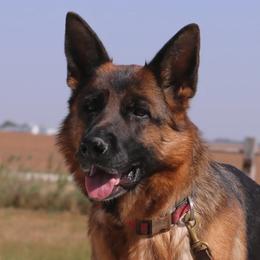 Marley - German Shepherd
