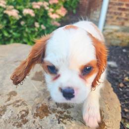 Trenton aka Trent - Blenheim male Cavalier King Charles Spaniel puppy in Watsontown, Pennsylvania from Huntsman Cavaliers