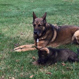 German Shepherd Puppies from Shenandoah German Shepherds