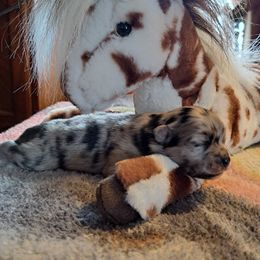 Girl 1 - Blue merle female Pomeranian puppy in Lore City, Ohio from Tonia's Pomeranians