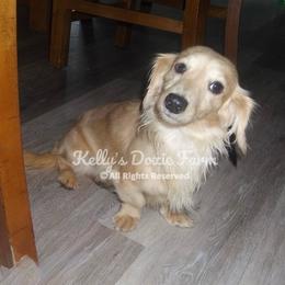 Chestnut - Dachshund